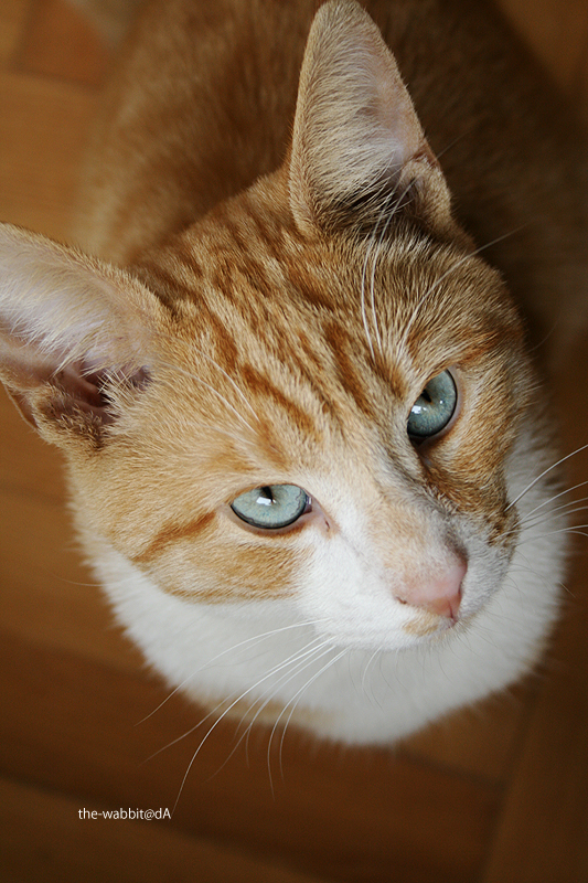 blue eyed cat