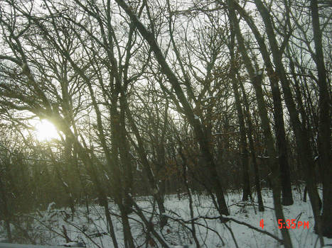 Sunset through the Trees