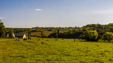 The great land with some mooo