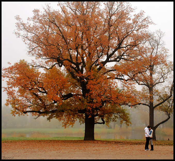 Romance under oaks.