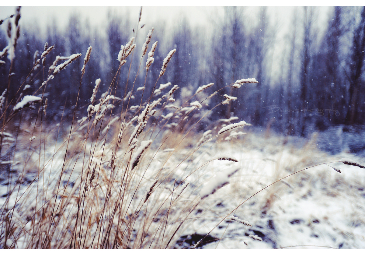 Winter wind of change. by Bunnis on DeviantArt
