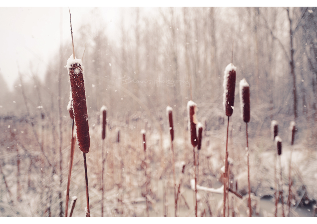 The last snow of 2011.