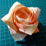 Angled Kawasaki rose