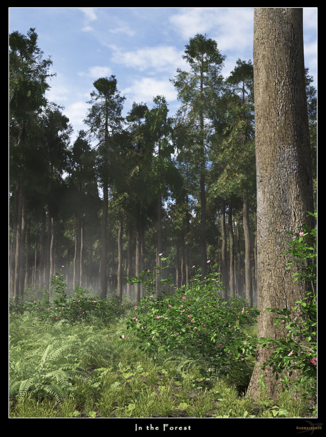 In the Forest