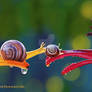 Another Painted Study Of Two Snails With Video