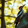 Pileated Woodpecker