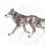 Black and Brown Wolf