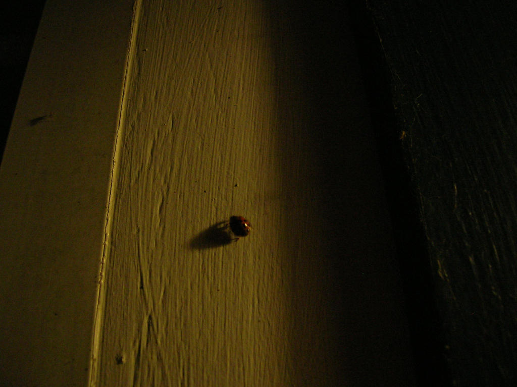 A Ladybug's Shadow by Skeezix5 on DeviantArt