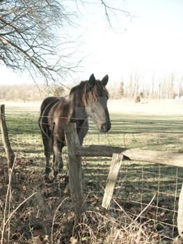 Winter Horse II