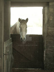 Barn Horse