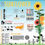 Sunflower Infographic