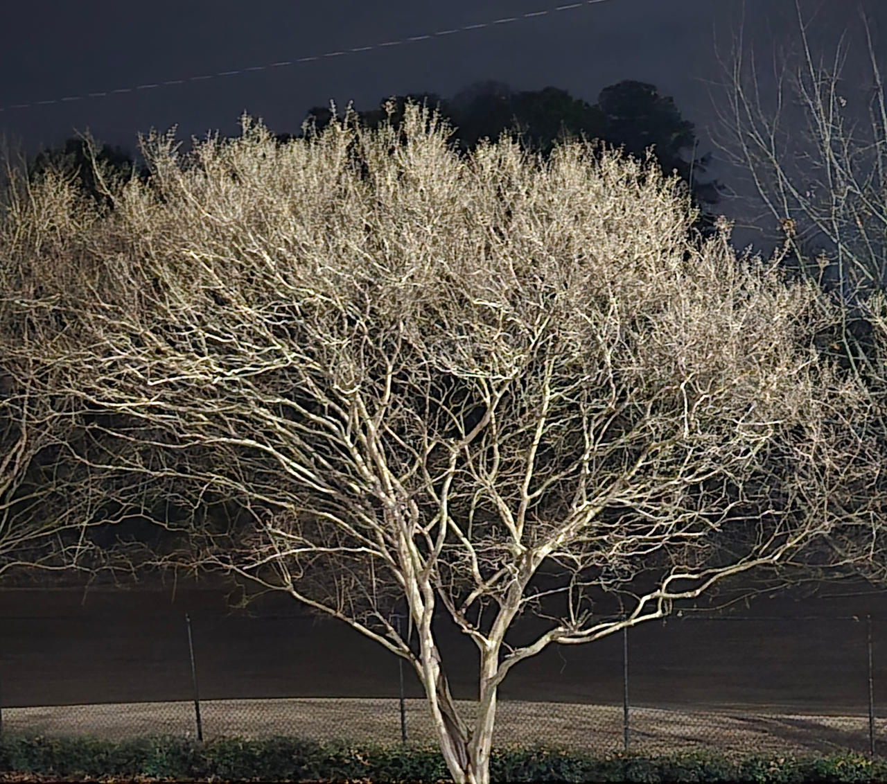 Urban Tree at Night by WingsOverTheWorld on DeviantArt