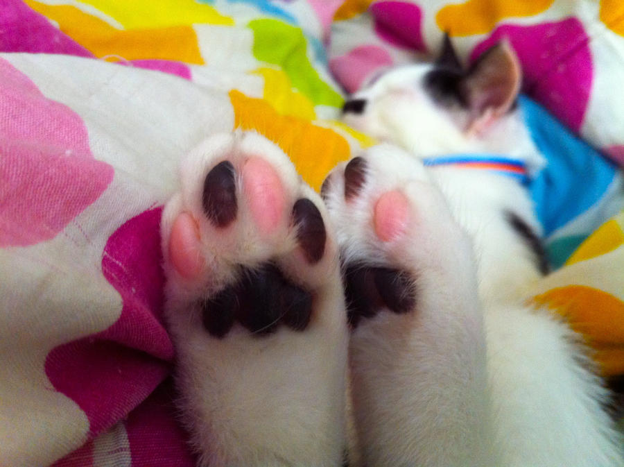 little baby kitty feet