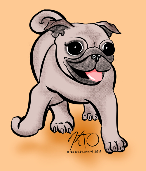 Pug