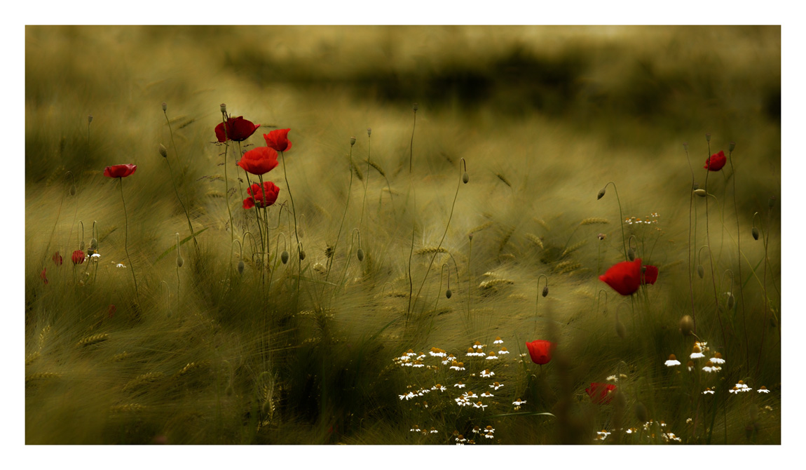 Wheat and Poppies