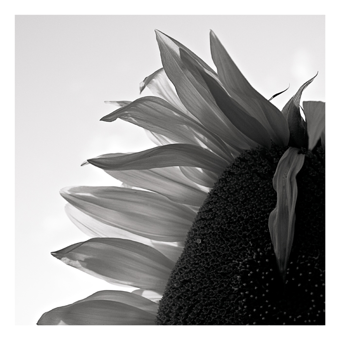 Sunflower 05