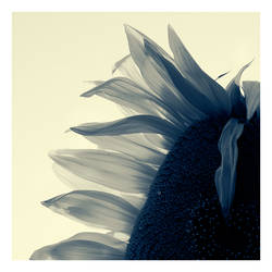 Sunflower 08