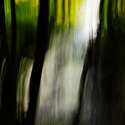 Water falls into the Forest