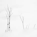 Small Trees by HorstSchmier