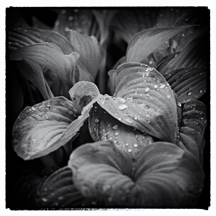 Hosta 03