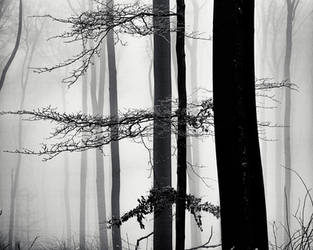 A Strip of Trees 04 by HorstSchmier