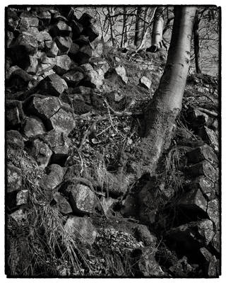 Trees and Stones 13 by HorstSchmier