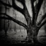 Northern-Hesse, Brother Grimm County 06