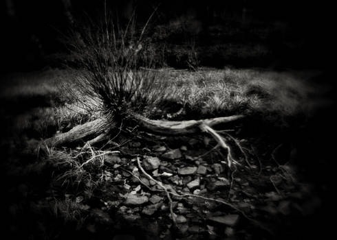 Explore the Best Roots Art | DeviantArt