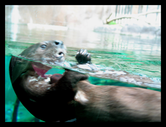 Playful Otter