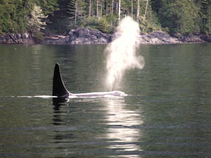 Wild Killer Whale