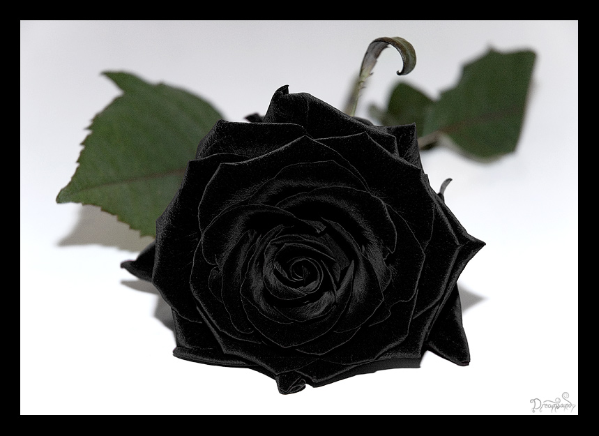 Velvet Black Rose