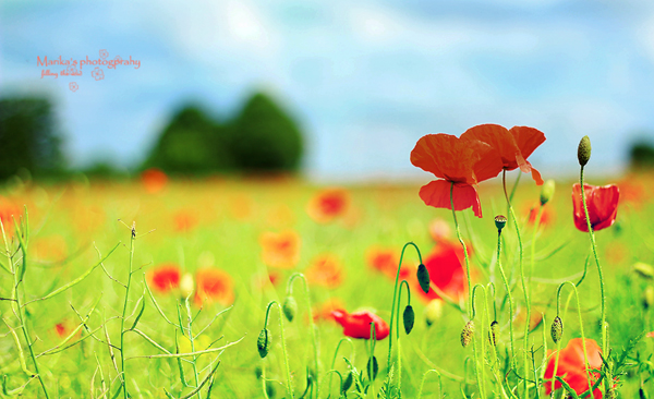 poppy field