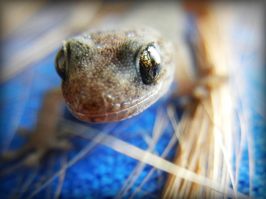 Australian Gecko