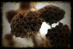 heads by awjay