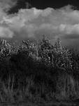 silver side up by awjay