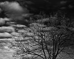 tree branches by awjay