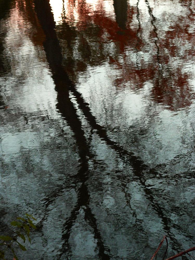 tree in water