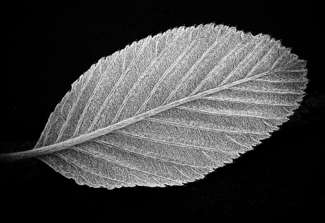 back of a leaf