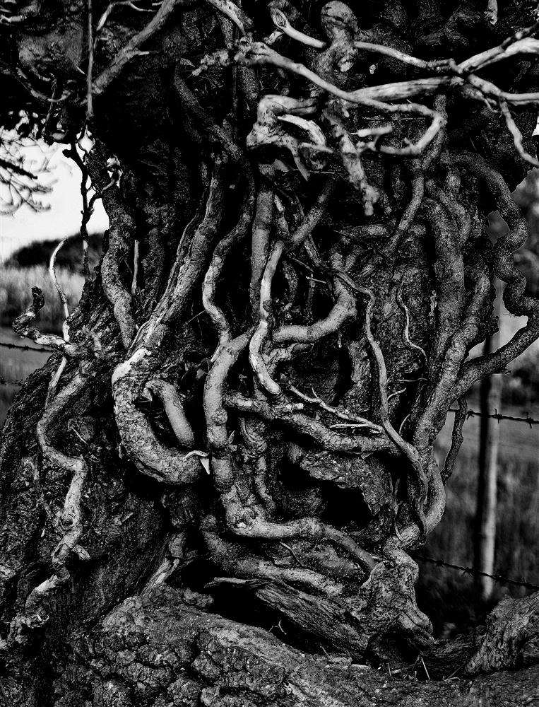 Foot Tangle tangle foot by awjay on DeviantArt