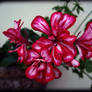 pelargonium