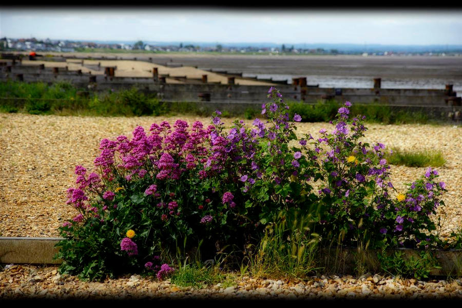 stranger on the shore