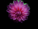 in the pink by awjay