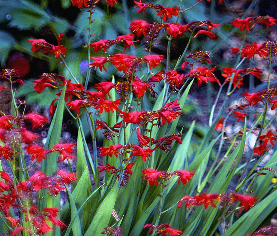 Red Roses Monti red monti by awjay on DeviantArt