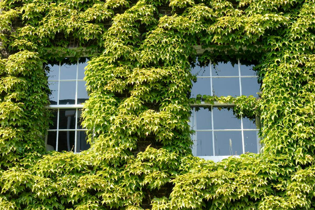 window greens