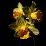 dark daffs