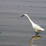 egret 2