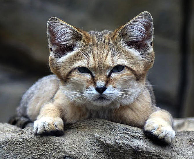 sand cat by awjay