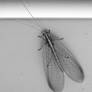 lacewing b