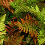 some ferns
