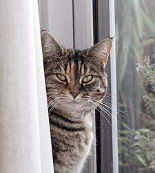 lulu says ...happy Christmas